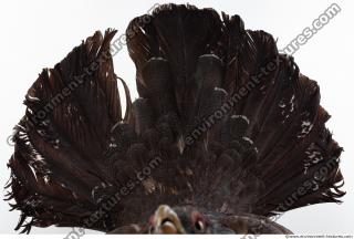 bird skin feather 0007